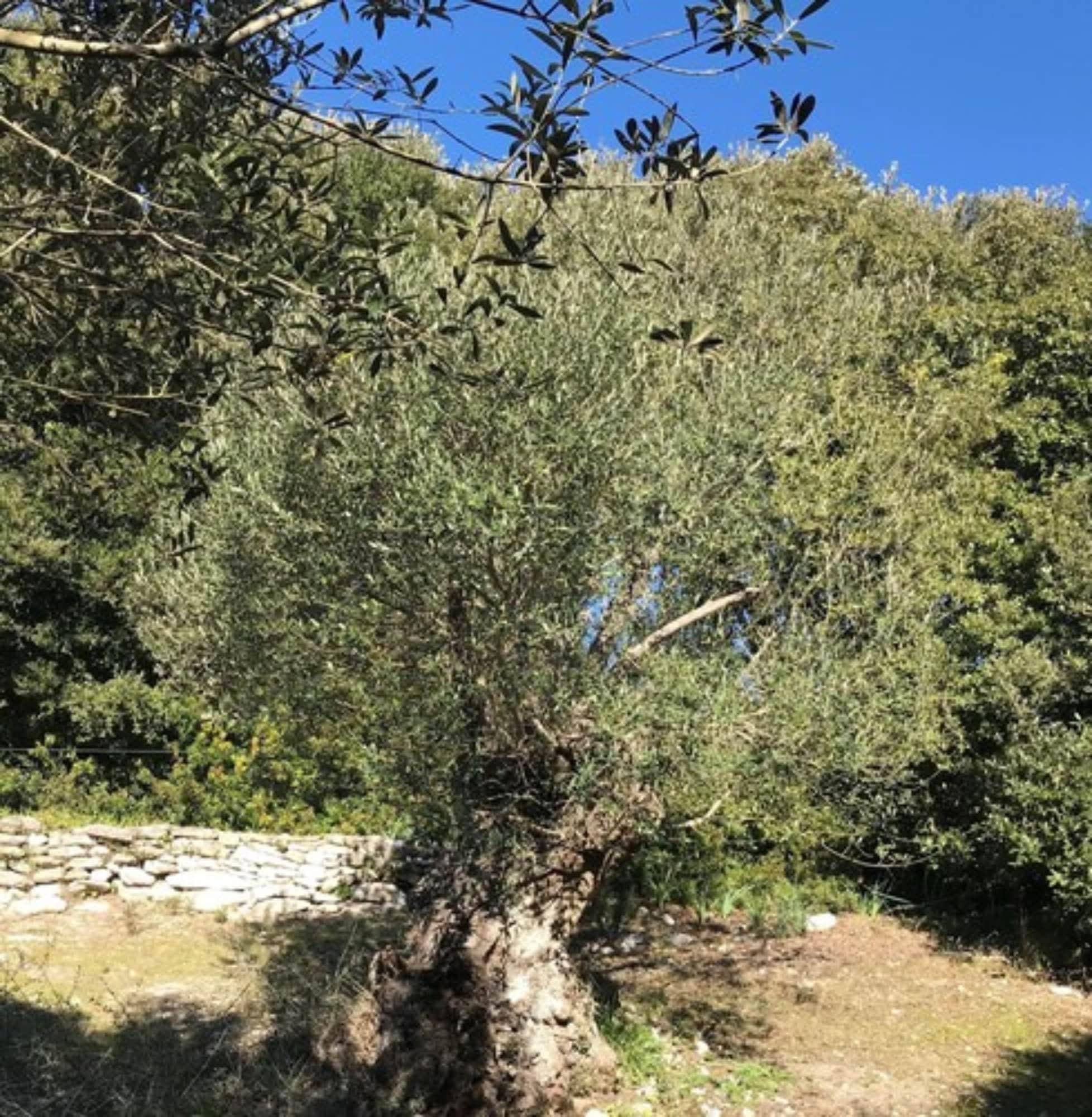 Résidence hôtelière A TRAMA Bonifacio  Esterno foto